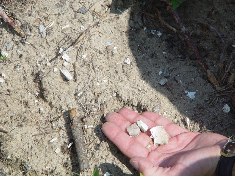 Sobibor Human Bone fragments